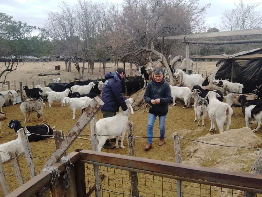 Aprobaron proyectos caprinos que beneficiará a familias del Bajo de Véliz 