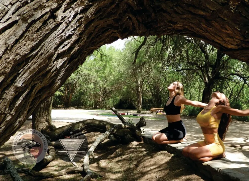 El Algarrobo de los Agüero o Algarrobo Abuelo presenta un nuevo espacio para la introspección