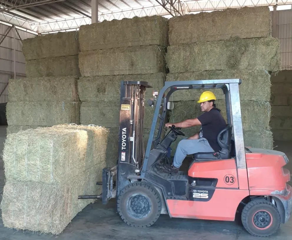 San Luis exportó 495 toneladas de alfalfa a Arabia Saudita