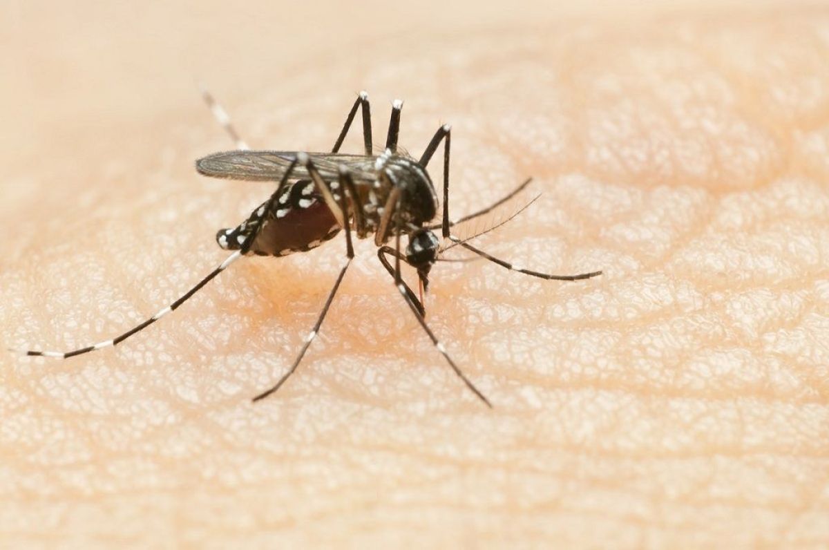 Dengue: la advertencia del Ministerio de Salud por el brote