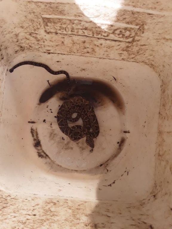 Rescatan ofidio en vivienda de Carpintería