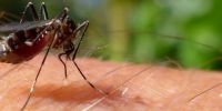 Preocupación por el brote de dengue: Gobierno aún no considera necesaria la vacunación