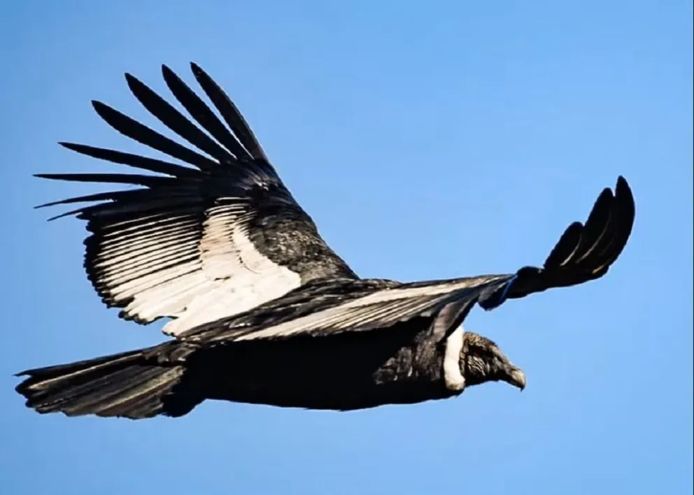 Avistamiento de cóndores en Traslasierra, un gran espectáculo natural 